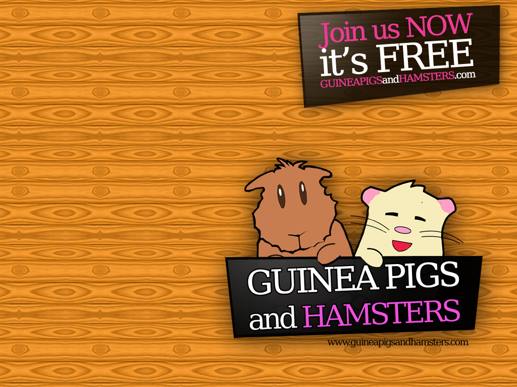 Guinea Pigs and Hamsters Wallpaper